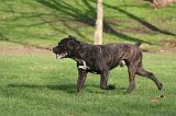 CANE CORSO 1351